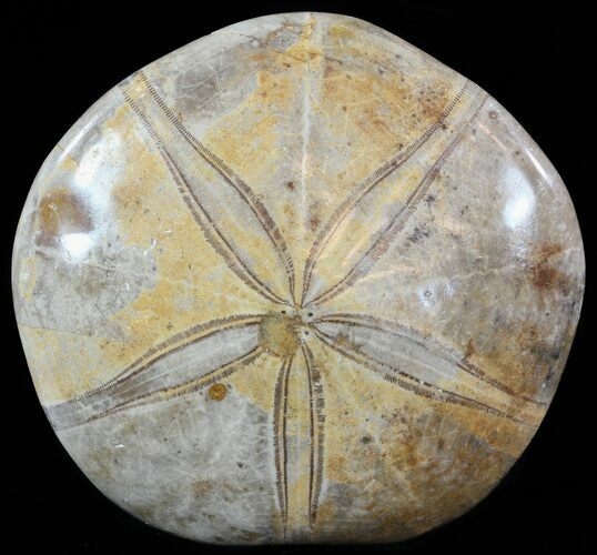 Polished Fossil Sand Dollar (Mepygurus) - Jurassic #51204